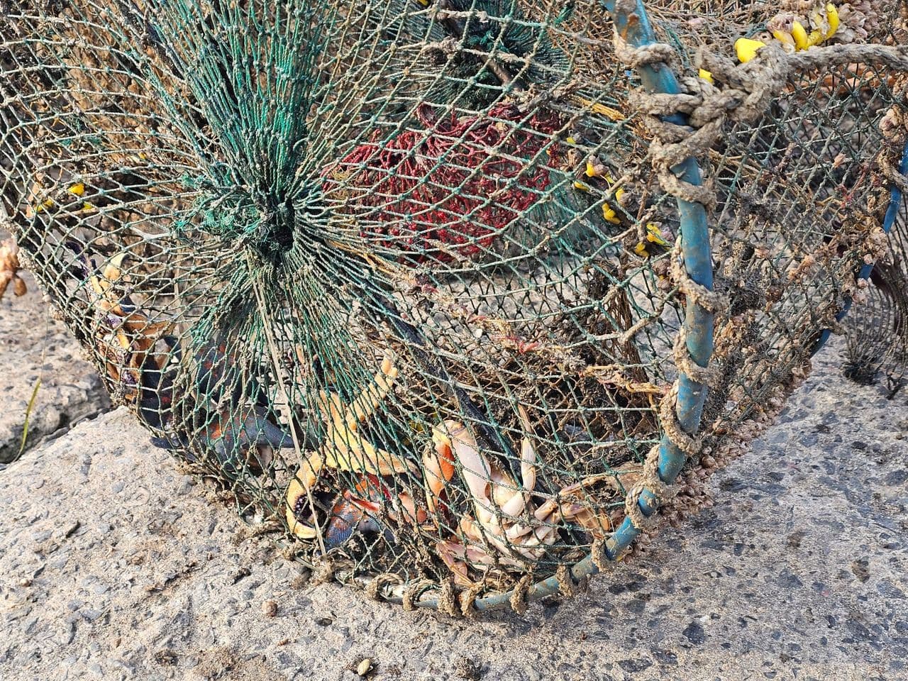 해양 생물 피해