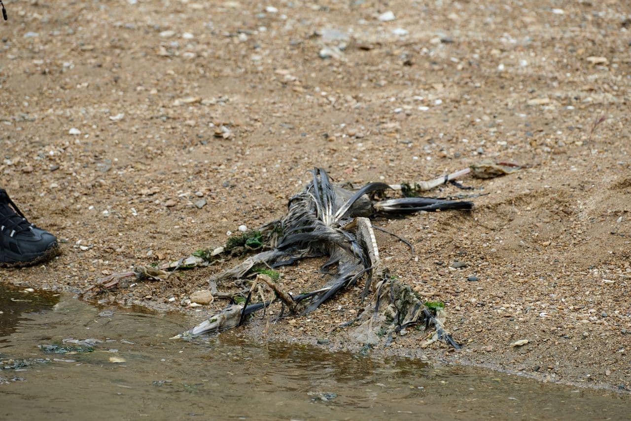 쓰레기에 갇힌 생물